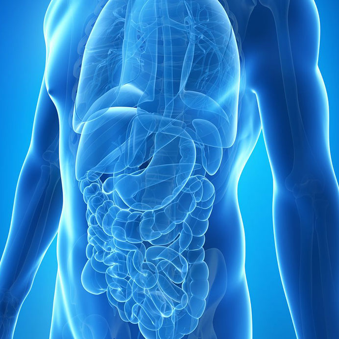 kidney