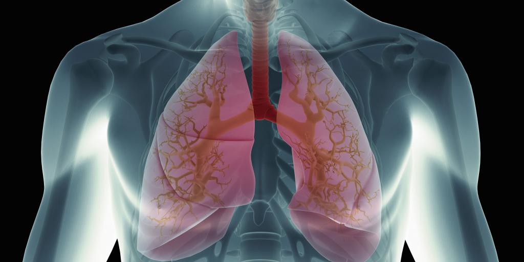 lungs