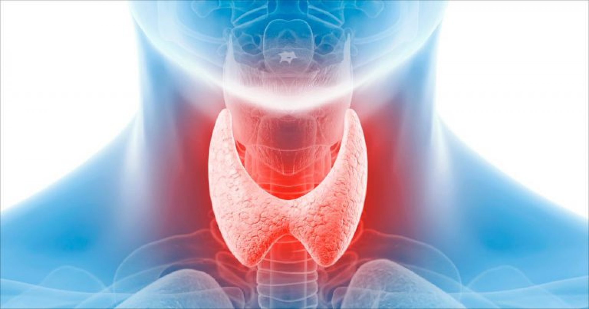 thyroid